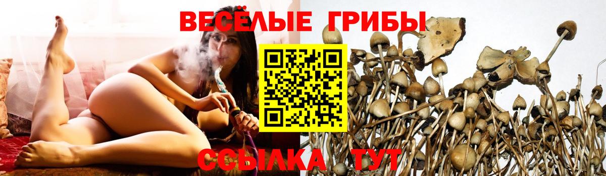 Псилоцибиновые грибы Cubensis  Вход с VPN  Заринск  Псилоцибиновые грибы прущие грибы 